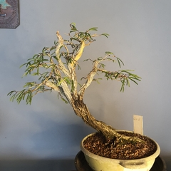 Pré bonsai de Caliandra Espinoza ESP2