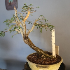 Pré bonsai de Caliandra Espinoza ESP2 - comprar online