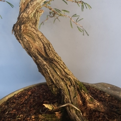 Pré bonsai de Caliandra Espinoza ESP2 na internet