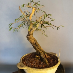 Pré bonsai de Caliandra Espinoza ESP2 - FujiBonsai