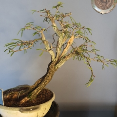 Pré bonsai de Caliandra Espinoza ESP2 - loja online