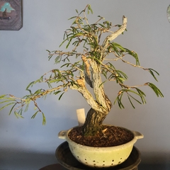 Imagem do Pré bonsai de Caliandra Espinoza ESP2