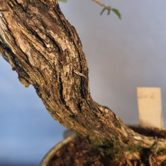 Pré bonsai de Caliandra Espinoza ESP2 - comprar online