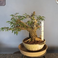 Pré bonsai de Caliandra Espinoza Esp4