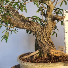 Pré bonsai de Caliandra Espinoza Esp4 - comprar online