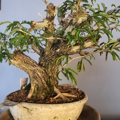 Pré bonsai de Caliandra Espinoza Esp4 na internet