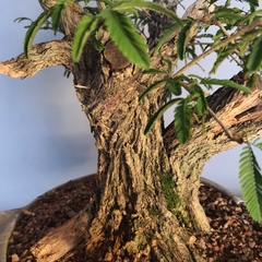 Pré bonsai de Caliandra Espinoza Esp4 - FujiBonsai