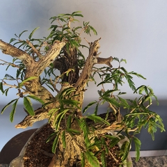 Pré bonsai de Caliandra Espinoza Esp4 - loja online