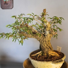 Imagem do Pré bonsai de Caliandra Espinoza Esp4