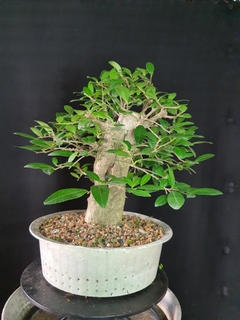 Pré bonsai de BRANQUILHO - comprar online