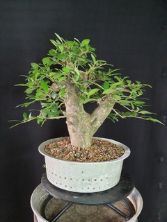 Pré bonsai de BRANQUILHO na internet