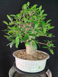 Pré bonsai de BRANQUILHO - FujiBonsai