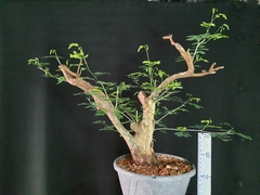 Pré bonsai de JUREMA BRANCA 1