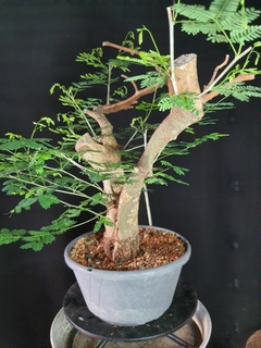 Pré bonsai de JUREMA BRANCA 1 - comprar online