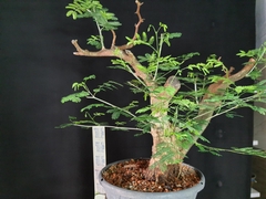 Pré bonsai de JUREMA BRANCA 1 na internet