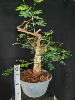 Pré bonsai de JUREMA BRANCA 1 - FujiBonsai