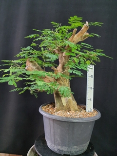 Pré bonsai de JUREMA BRANCA 2