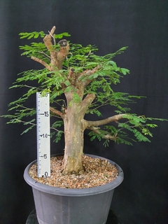 Pré bonsai de JUREMA BRANCA 2 - comprar online
