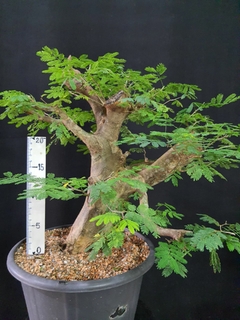 Pré bonsai de JUREMA BRANCA 2 na internet