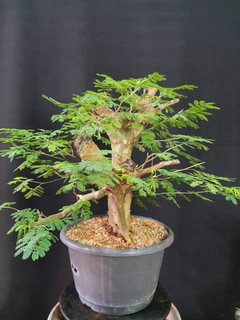 Pré bonsai de JUREMA BRANCA 2 - FujiBonsai