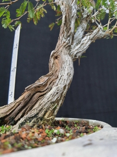 Imagem do Pré bonsai de Caliandra Espinoza ESP2