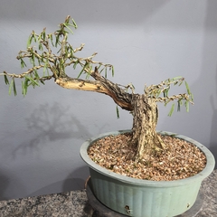 Pré bonsai de Caliandra Espinoza Esp5