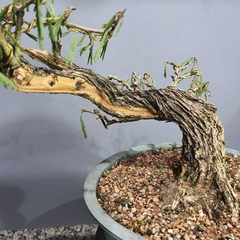 Pré bonsai de Caliandra Espinoza Esp5 - comprar online