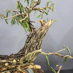 Pré bonsai de Caliandra Espinoza Esp5 na internet