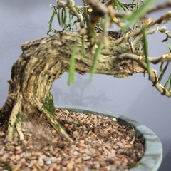 Pré bonsai de Caliandra Espinoza Esp5 - FujiBonsai