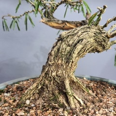 Pré bonsai de Caliandra Espinoza Esp5 - loja online