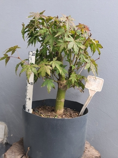Pré bonsai de Acer palmatum 13pal8