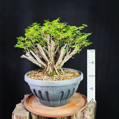 Pré bonsai de Caliandra depauperata Dep2 na internet