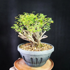 Pré bonsai de Caliandra depauperata Dep2 - FujiBonsai