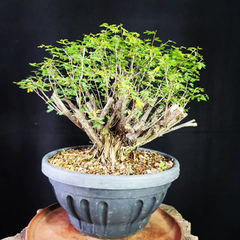 Pré bonsai de Caliandra depauperata Dep2