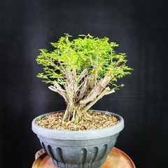 Pré bonsai de Caliandra depauperata Dep2 - comprar online