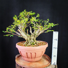 Pré bonsai de Caliandra depauperata Dep4