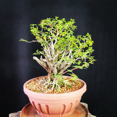 Pré bonsai de Caliandra depauperata Dep4 - FujiBonsai