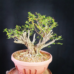 Pré bonsai de Caliandra depauperata Dep4 na internet