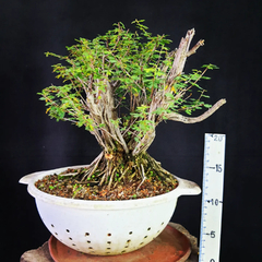Pré bonsai de Caliandra depauperata Dep5