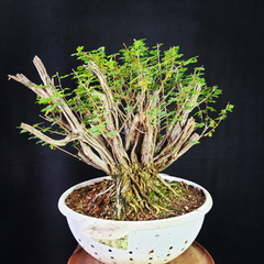 Pré bonsai de Caliandra depauperata Dep5 - comprar online