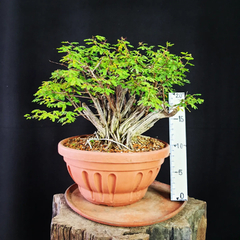 Pré bonsai de Caliandra depauperata Dep3