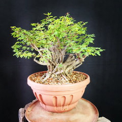 Pré bonsai de Caliandra depauperata Dep3 - comprar online