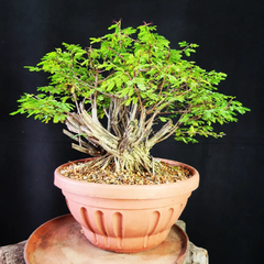 Pré bonsai de Caliandra depauperata Dep3 na internet