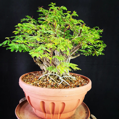 Pré bonsai de Caliandra depauperata Dep3 - FujiBonsai