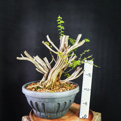 Pré bonsai de Caliandra depauperata Dep6