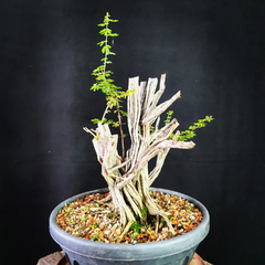 Pré bonsai de Caliandra depauperata Dep6 - comprar online