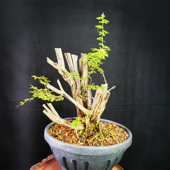 Pré bonsai de Caliandra depauperata Dep6 - FujiBonsai
