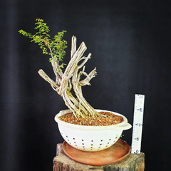 Pré bonsai de Caliandra depauperata Dep7