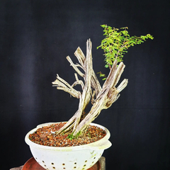 Pré bonsai de Caliandra depauperata Dep7 na internet