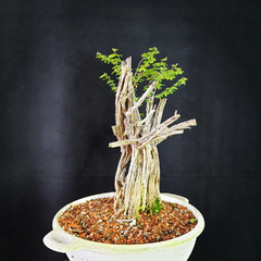 Pré bonsai de Caliandra depauperata Dep7 - FujiBonsai